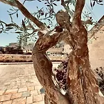 Radici - La Finestra Sui Sassi Matera